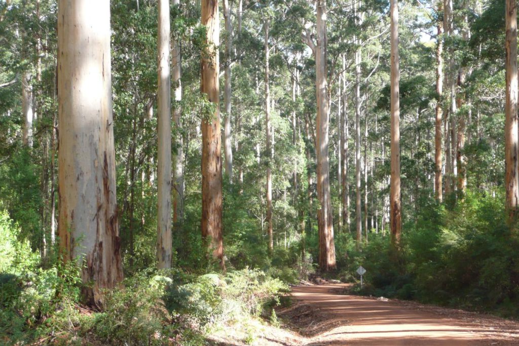 Karri Forest Explorer - Southern Forests & Valleys