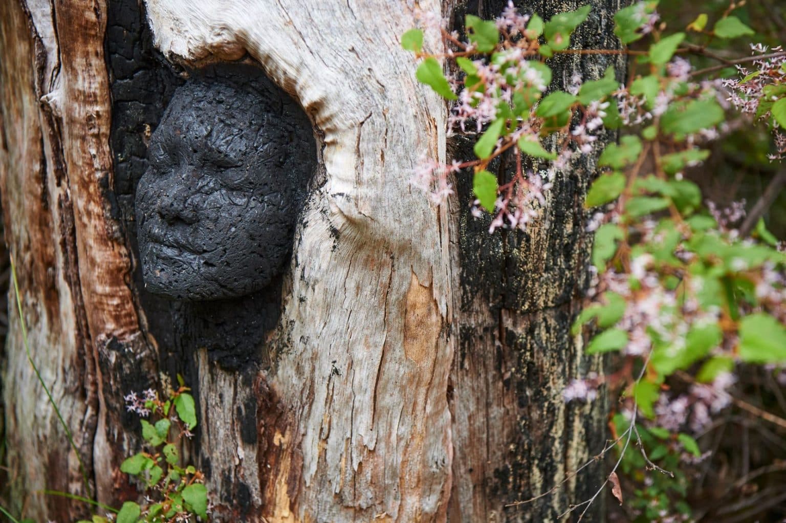 Artistic Face within a tree at Northcliffe