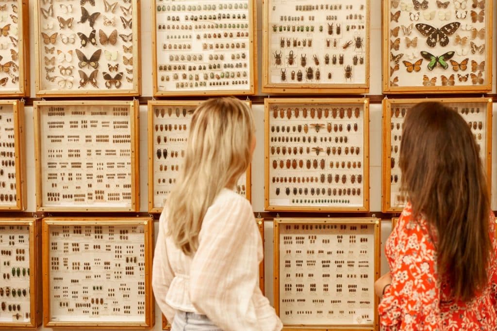 Two women exploring the Keith Carnaby Collection of Beetles and Butterflies at the Boyup Brook Visitor Centre, Abel Street, Boyup Brook WA