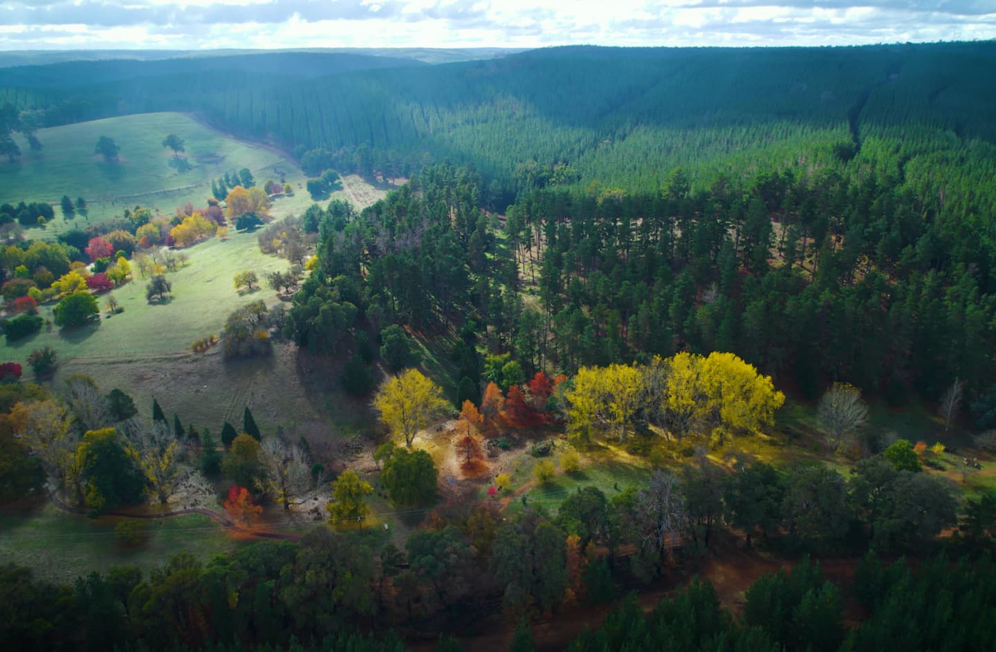 Aerial view over Golden Valley Tree Park